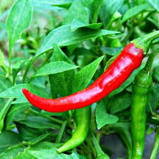 cayenne